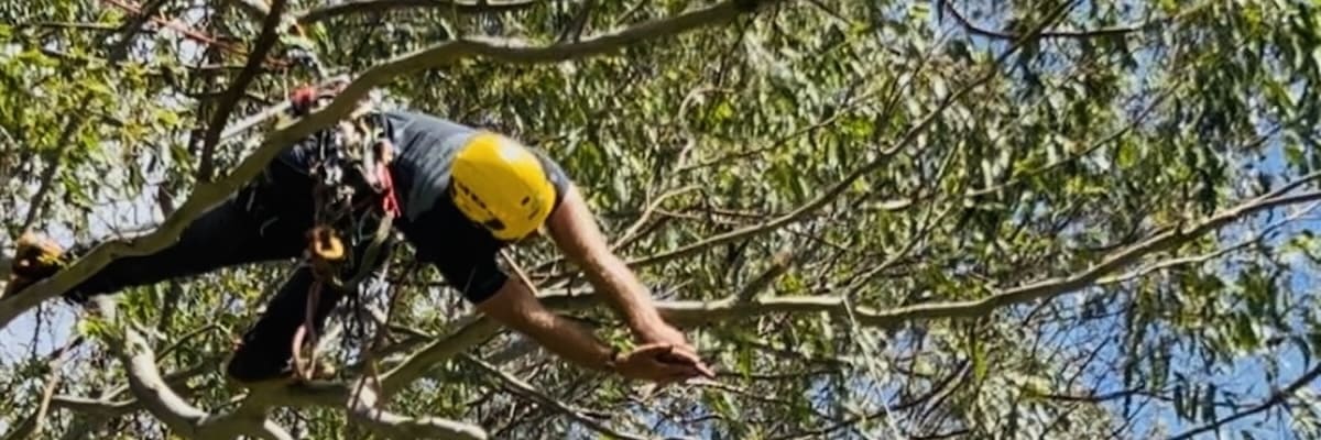 特殊伐採・特殊剪定