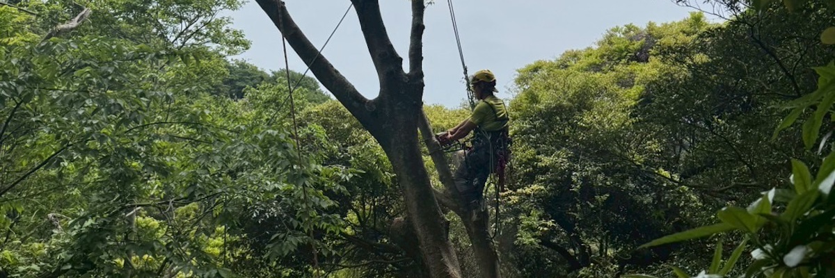 樹木・植栽管理